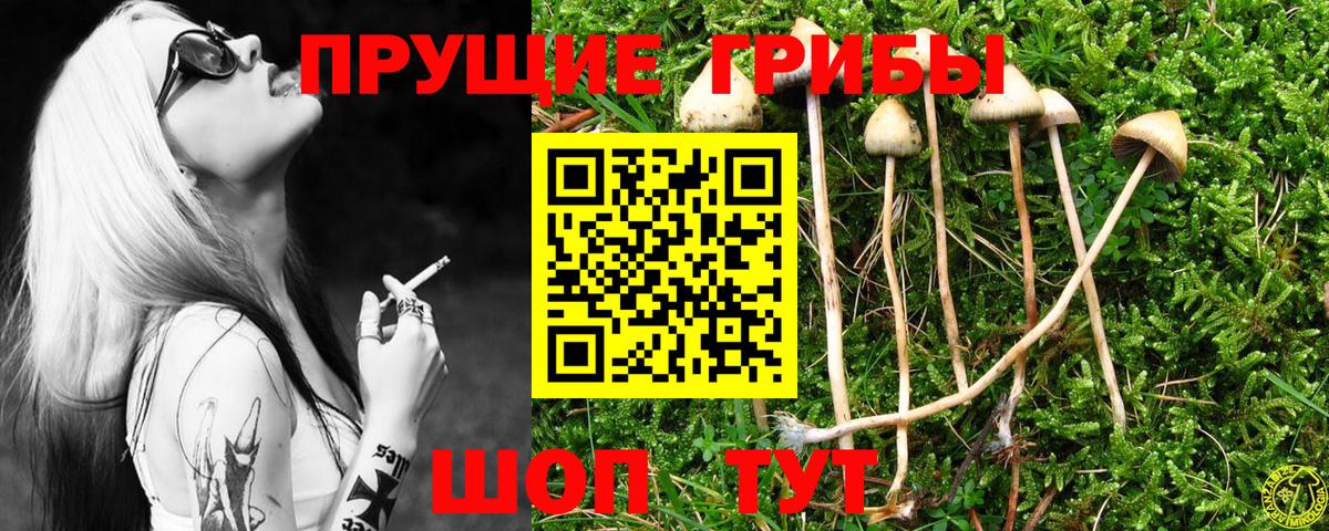 Галлюциногенные грибы Psilocybine cubensis Лениногорск